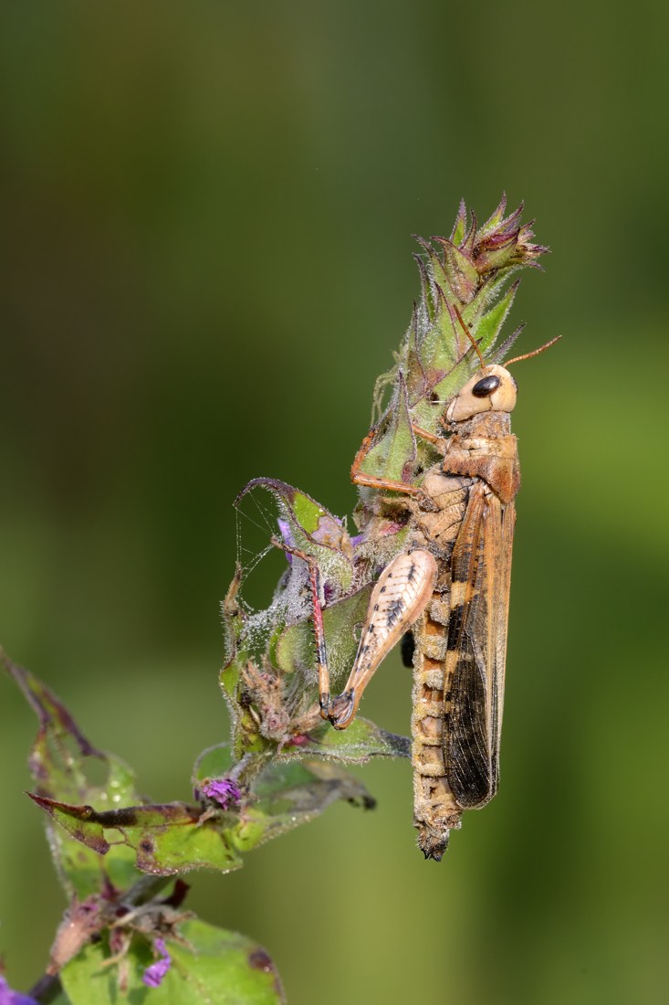 Acridiidae ucciso dal fungo Entomophaga grylli